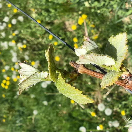 Apartment Jakobsruhe - Ferien Im Weinparadies *