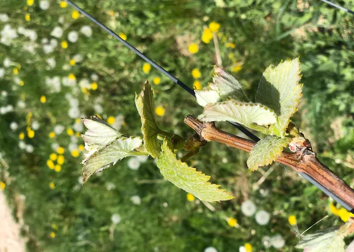 Apartment Jakobsruhe - Ferien Im Weinparadies *